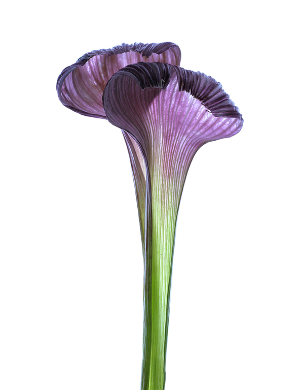 15.Garlic par Cristina Jacob