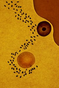 Carrot par Cristina Jacob