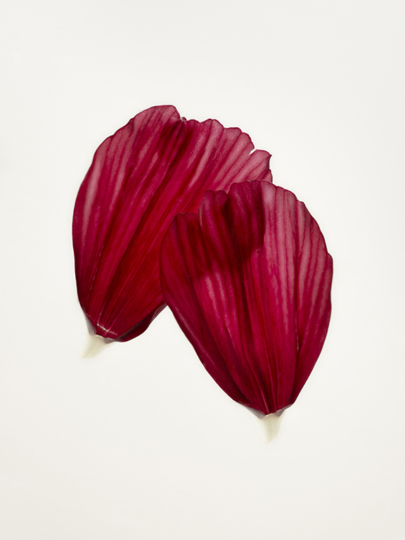 Cosmos par Nathalie Carnet