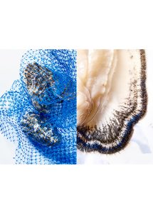 Duo huitre Seeedsgallery