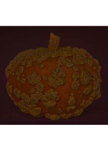 GALEUSE D'EYSINES - DAVIDJAPY