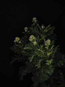 TANAISIE CRISPÉE V1