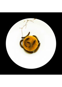 roberto_savio_Crème_caramel_avec_Zophobas_Morio BD