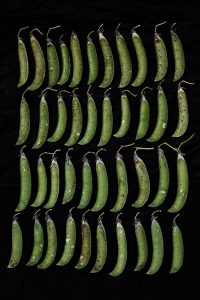 seeeds-giovanni-ambrosio04-1200insta