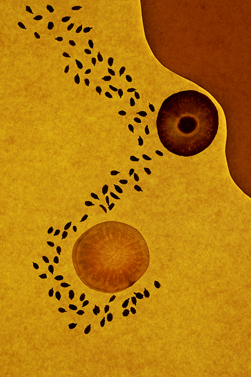 Carrot - Art of the possible 2