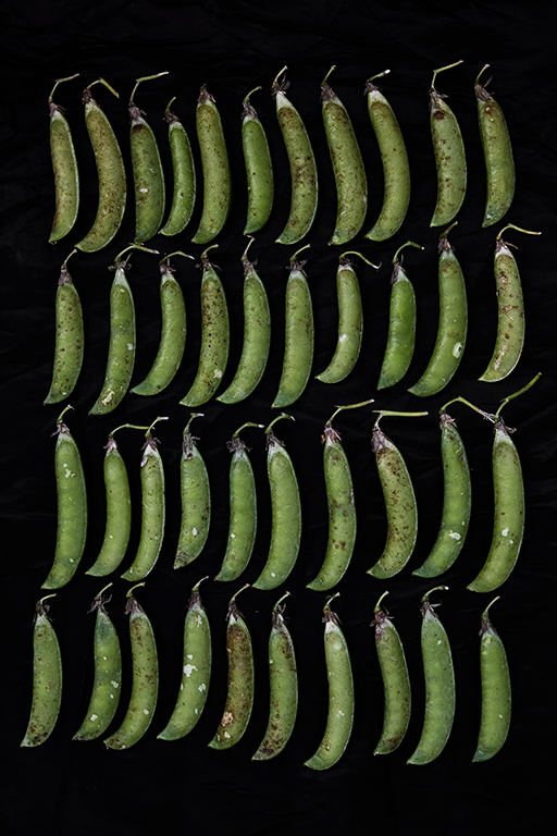 seeeds-giovanni-ambrosio04